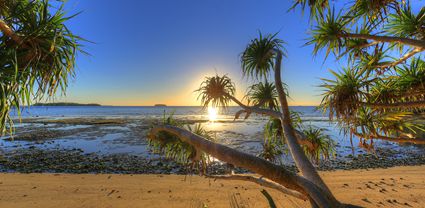 Pandanus - Eueiki Island - Vava'u - Vava'u - Tonga T (PB5D 00 7437)